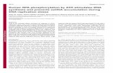 Human RPA phosphorylation by ATR stimulates DNA synthesis ... · ATR is an essential kinase activated in response to DNA-replication stress, with a known target being the RPA2 subunit