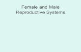 Female and Male Reproductive Systems · Reproductive System: •Producesestrogen. •Produces, stores, and transports ova. •Provides a place for fertilizationto occur. •Protects