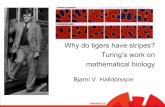 Why do tigers have stripes? Turing’s work on mathematical biologyfrontiersinai.com › turingfiles › January › Bjarni.pdf · 2014-04-15 · mathematical biology, specifically
