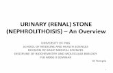 URINARY (RENAL) STONE (NEPHROLITHOISIS) An Overview Stones... · •Sodium Urate is formed at sites Proximal to the site of urine acidification; •Uric Acid Crystals are formed at