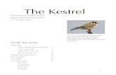 The Kestrel - Rocky Mountain Naturalists · Certainly, with the recent erratic weather patterns in the East Kootenay and elsewhere, we anticipate unexpected visitors at our feeders.