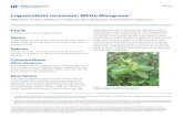 Laguncularia racemosa, White Laguncularia racemosa, White Mangrove 2 Storm Tolerance White mangrove
