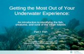 Getting the Most Out of Your Underwater Experience › files › 2016 › 03 › underwater_id_fish.pdf · Getting the Most Out of Your Underwater Experience: An introduction to identifying