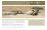 Classic Namibia Safari - Deeper Africa › uploaded-files › Classic Namibia_2017.pdfClassic Namibia Safari DAY BY DAY ITINERARY 888.658.7102 info@deeperafrica.com C lassic Namibia
