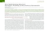 The Self-Tuning Neuron: Synaptic Scaling of Excitatory Synapsestai/nc19journalclubs/self-tuning... · 2019-02-01 · neural networks: synapses that are strengthened become more effective