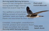 Burung walet burung berguna Sepenuh hati mengabdi manusia ... · of edible-nest swiftlets in Sabah. Saul Mallinson, Hester Odgers, Chin Chiwon and Earl of Cranbrook Islands off Semporna