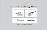 Iowa Nesting Birds › ... › 07 › IAN0603.pdf · Iowa Reptiles and Amphibians (IAN-604) Iowa Fish (IAN-605) Iowa Insects and Other Invertebrates (IAN-606) ... Birds of two worlds