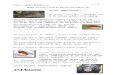 Project NEURON€¦ · Web viewZebrafish are great for studying a variety of human diseases. Besides their easily observable and testable behaviors, these fish have a sleep cycle