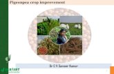 Pigeonpea crop improvementksiconnect.icrisat.org/.../CV-sameerkumar-ravinderreddy.pdf · 2014-09-06 · Dr C V Sameer Kumar Pigeonpea crop improvement . Global Scenario Asia: India;