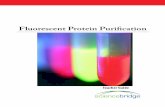 Fluorescent Protein Purification · Protein purification using fluorescent proteins In order to study protein structure and function, scientists must be able to produce a large quantity