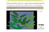 Vigna subterranea (L.) Verdc. - Horticulture International · The International Plant Genetic Resources Institute (IPGRI) is an autonomous international ... (Vigna subterranea (L.)