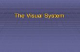 The Visual System...Vitreous chamber (contains vitreous body) MEDIAL Central retinal artery and vein Scleral venous sinus (canal of Schlemm) Anterior chamber Posterior chamber Op ic