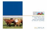 Standards for the Raising and Handling of Beef Cattle › wp-content › uploads › SPCA... · SPCA Certified Standards for the Raising and Handling of Beef Cattle 8 b) Cattle must