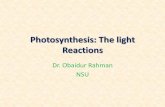 Photosynthesis: The light Reactions › uploads › 2 › ... · Photosynthesis Takes Place in Complexes Containing Light-Harvesting Antennas and Photochemical Reaction Centers Many