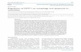 Research Paper Regulation of DMT1 on autophagy and ... › v14p0275.pdf · Research Paper Regulation of DMT1 on autophagy and apoptosis in osteoblast Fei Liu, Wei-Lin Zhang, Hong-Zheng