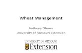 Wheat Management - MU Extensionextension.missouri.edu/scott/.../WheatManagement...Aphid Management •Early planted wheat (first green field in area) –Insecticide seed treatment