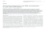 TET family dioxygenases and DNA demethylation in stem ... · TET family dioxygenases and DNA demethylation in stem cells and cancers Jungeun An1, Anjana Rao2,3,4 and Myunggon Ko5,6