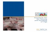 Standards for the Raising and Handling of Pigs · SPCA Certified Standards for the Raising and Handling of Pigs 6 2.0 FEED AND WATER 2.1 Feeding Space, Equipment and Systems a) Feeders