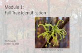 Module 1: Fall Tree Identification › wp-content › uploads › 2018 › 10 › 2018_10_… · •Favorite field guide. WHYIDENTIFYTREES? •Enquiring minds want to know … •To