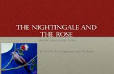 The Nightingale and The Rose - Weeblystoriesofwilde.weebly.com/uploads/1/7/4/9/17496885/... · ”A student in love” • Nightingale wants to help the student. And looks for a red
