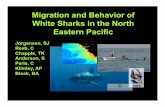 Migration and Behavior of White Sharks in the North Eastern Pacific · 2017-11-20 · Migration and Behavior of White Sharks in the North Eastern Pacific . White sharks 1.!White shark