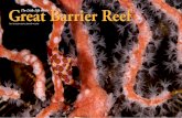 Great Barrier Reef The Little Life on the › pdfs › articles › Feature_Macro_GBR... · 2018-03-05 · at a time. The Great Barrier Reef has excellent night dives, which are some