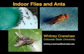 Indoor Flies and Ants - Colorado State University...Indoor Flies and Ants Whitney Cranshaw Colorado State University whitney.cranshaw@colostate.edu. ... •Prevention –Seal all openings