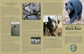 LIVING WITH MISSISSIPPI Why not just relocate the bear ... › media › 253413 › bear-brochure.pdfBears typically make their dens in hollow cypress or oak trees or in ground dens