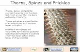 Thorns, Spines and Prickles - Opuntia WebThorns, Spines and Prickles Thorns, spines, and prickles represent growths from the stem, leaf, fruit, or root that are sharp and woody at