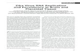 Zika Virus RNA Replication and Persistence in Brain and ...Zika virus is causally linked with congenital microcephaly and may be associated with pregnancy loss. However, the mechanisms