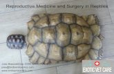 PVMA 2019 Reproductive Medicine and Surgery in … › › resource › resmgr › docs › ...⦿ Chelonians- probe in the pre femoral/inguinal fossa ⦿ Lizards- probe either ventral