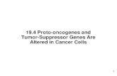 19.4 Proto-oncogenes and Tumor-Suppressor Genes Are Altered …elearning.kocw.net/KOCW/document/2015/gachon/... · 2016-09-09 · tumor-suppressor genes. normally regulate cell-cycle