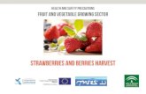 STRAWBERRIES AND BERRIES HARVEST · MODULE 6 CLIMATOLOGICAL CONDITIONS HEAT EXPOSURE In summer, carry out the tasks which involves more effort or direct heat exposure, in hours of