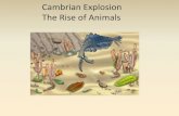 Cambrian Explosion The Rise of Animals - David Boglerdavidbogler.com/Evolution-Lectures/Lecture 20...Paleozoic Era. 550 to 250 million years ago. Fossils appear, complex multicellular