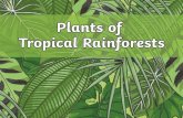 Plants of Tropical Rainforests · 2020-06-01 · flower inside so only specific birds, such as humming birds, can get to them. Where: The Neotropics Southern Mexico Central America