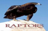 BOB GRESS › sites › default › files › publications › raptors_of_nd _… · Raptors can be difficult to identify even for experienced birders. The adult and immature plumages