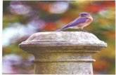 Wonderful West Virginia Magazine › SiteCollectionDocuments › Archive › … · West Virginia's abundance of birdsong has bird-watchers flocking to the state from all over the
