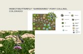 INSECT/BUTTERFLY “GARDENING”-FORT COLLINS, COLORADO...Garden plantings can affect occurrence •Butterflies •Hummingbird moths •Miller moths •Honey bees •Bumble bees •Leafcutter