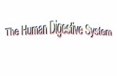 PowerPoint Presentation - The Human Digestive System · 2014-10-14 · • Your Digestive System and How It Works –Digestive system diagram comes from this site • The Real Deal