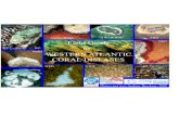 Western Atlantic Coral Disease Identification Field Guide WA disease id cards.pdf · Western Atlantic Coral Disease Identification Field Guide uses standardized nomenclature and diagnostic