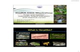 BioRA DSS Workshop - Mekong River Commission › assets › Publications › Council... · Herptiles in Lower Mekong Basin •Limitation –Most studies focused on taxonomy, distribution,