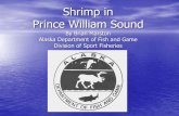 Shrimp in Prince William Sound › ... › PDFs › Shrimp_Presentation2007.pdfBiology of Shrimp in PWS • Species • Habitat • Ecology Pink Shrimp Side Stripe shrimp Coon Stripe