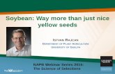 Soybean: Way more than just nice yellow seeds · 2019-01-21 · Artificial Crossing in Soybean The structure (morphology) of the soybean flower 1 pistil (stigma) 10 stamens . 1 calyx