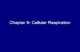 CH. 9- Cellular Respiration PPT · Chapter 9- Cellular Respiration. Monday 11/27 • Welcome back! • Test correction work day • Study tips! ... Junction between glycolysis and