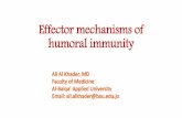 Effector mechanisms of humoral immunity · B cell activation and antibody production, cont’d •Upon B cell activation, some become plasma cells which migrate to bone marrow or