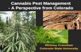 Cannabis Pest Management - A Perspective from …Cannabis indica Cannabis sativa What type of crop is cannabis? Types of Cannabis Crops •Medical/Recreational Use –Marijuana •CBD