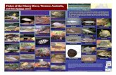 Fishes of the Fitzroy River, Western Australia, › resources › Fishes of the... · 2011-05-01 · Western AUSTRALIA Australia Fishes of the Fitzroy River, Western Australia, and