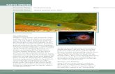 Factsheet native pouched lamprey€¦ · 30 Fishes oF the Murray-Darling Basin An introductory guide 31 natiVe sPeCies identification Medium sized, slender and elongated, with a scaleless,