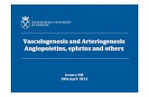 Vasculogenesis and Arteriogenesis Angiopoietins , ephrins ...biotka.mol.uj.edu.pl/.../2012/AL/lecture_7_-_Vasculogenesis_and_arteriogenesis.pdfVasculogenesis occurs also in adult organism