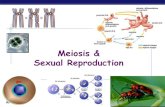Meiosis & Sexual Reproduction...Meiosis Reduction Division special cell division for sexual reproduction reduce 2n 1n diploid haploid “two” “half” makes gametes sperm, eggs